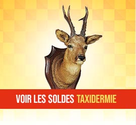 Soldes Taxidermie