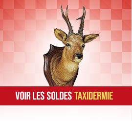 Soldes Taxidermie