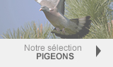 Selection pigeons